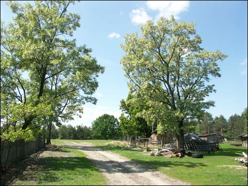  - Пейзажи . Старадаўняя прысада белай акацыі