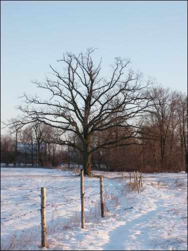 Lešnica. Landscapes 