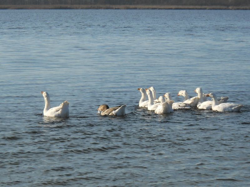  - Пейзажи . Олтушское озеро