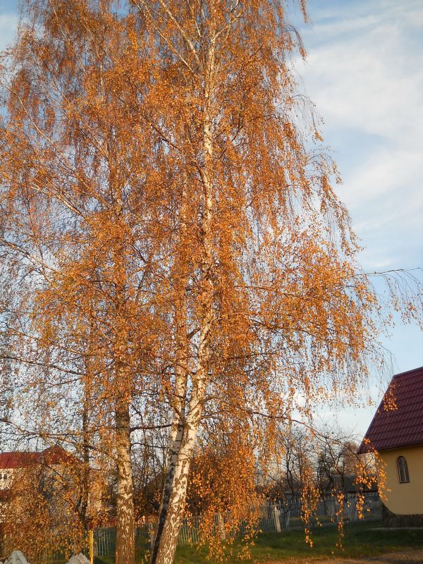  - Пейзажи . Плакала берёза около церкви