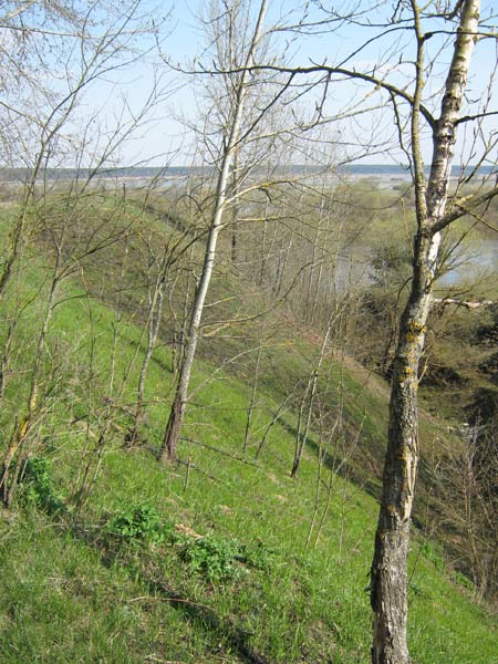 Wały zamczyska w Nowem Bychowie Nowy Bychów. Zamczysko