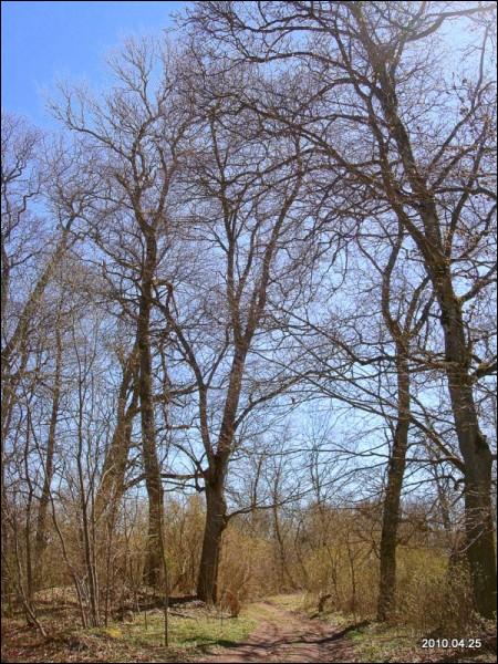 Муснинкай (Мусники). Усадебно-парковый ансамбль 