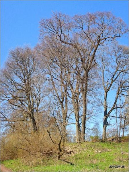 Муснинкай (Мусники). Усадебно-парковый ансамбль 