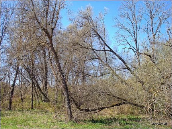 Муснинкай (Мусники). Усадебно-парковый ансамбль 
