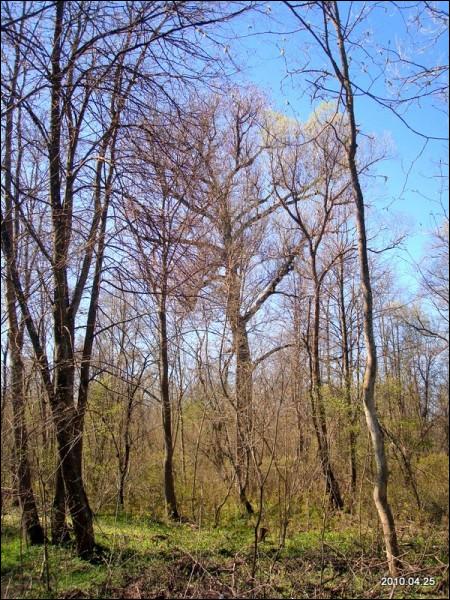 Муснинкай (Мусники). Усадебно-парковый ансамбль 