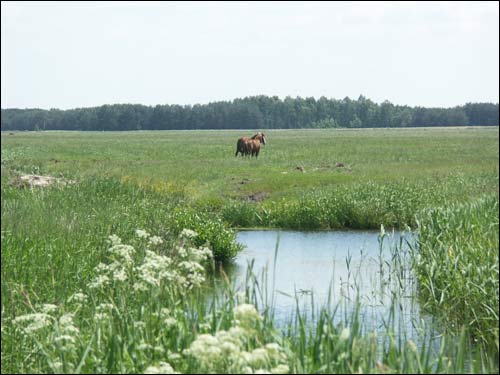 Орехово. Пейзажи 