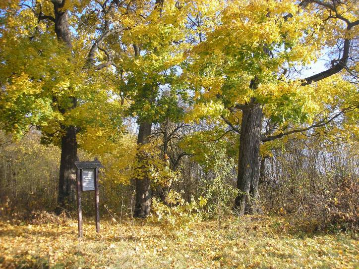 Великорита.  Приусадебный парк при бывшей усадьбе Троекуровых-Лещинских