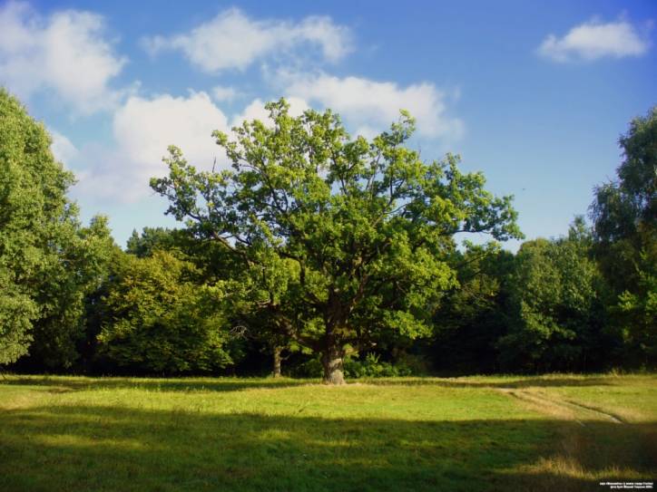  - Manor park Mańkovičy. 