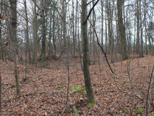 Ostrówie. Park dworski Traugutta