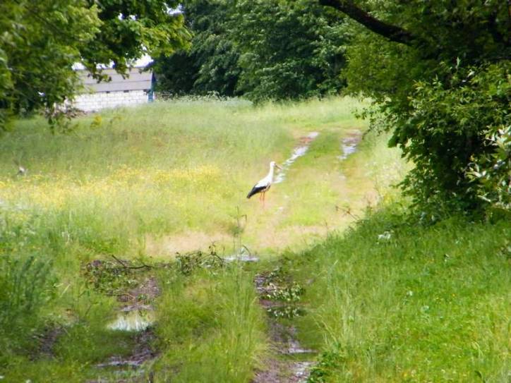 Takaryški. Landscapes