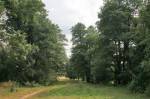 Planta.  Manor park 