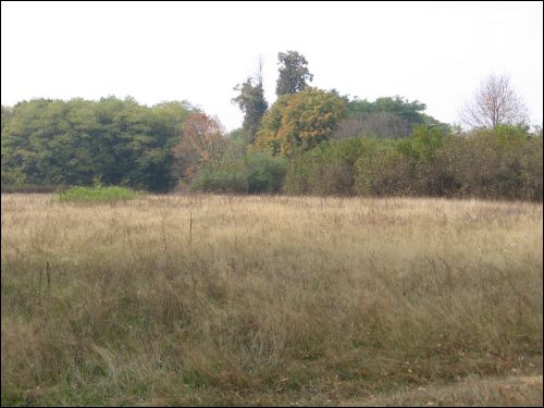 Czerniewicze |  Park dworski Skirmunttów. Pozostałości parku dworskiego Skirmunttów w Czerniewiczach