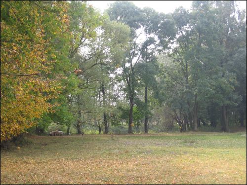 Czerniewicze. Park dworski Skirmunttów