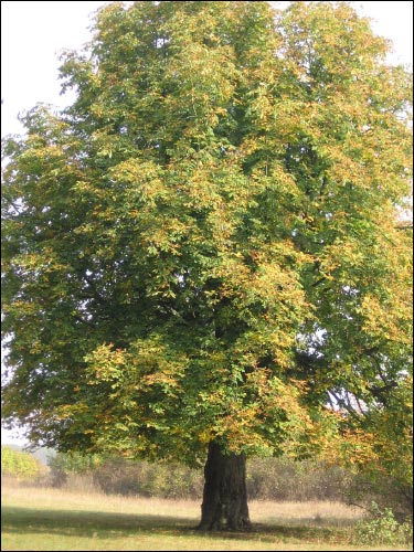 Czerniewicze. Park dworski Skirmunttów