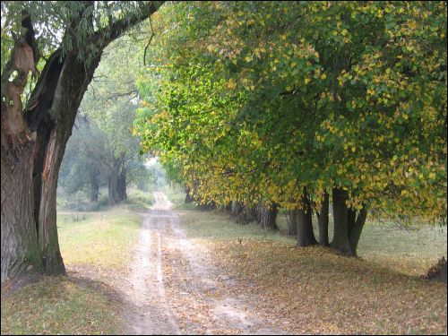 Czerniewicze |  Park dworski Skirmunttów. Aleja na wschodnim skraju parku