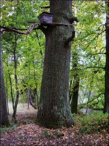 Дубой. Приусадебный парк при бывшей усадьбе Куженецких