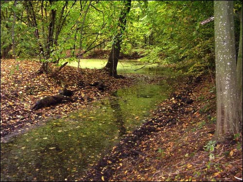 Дубой. Приусадебный парк при бывшей усадьбе Куженецких