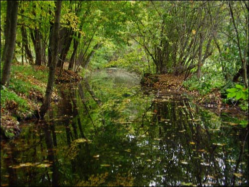 Дубой. Приусадебный парк при бывшей усадьбе Куженецких