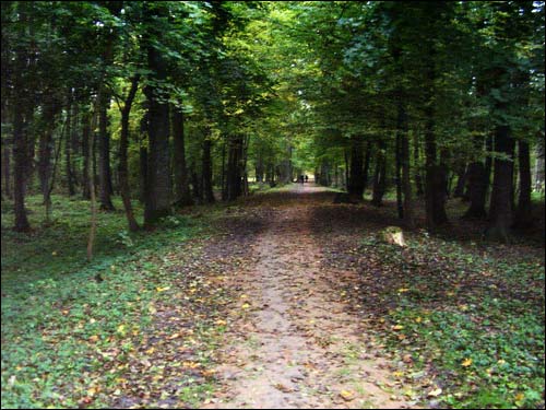 Дубой. Приусадебный парк при бывшей усадьбе Куженецких