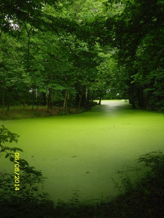 Дубой. Приусадебный парк при бывшей усадьбе Куженецких