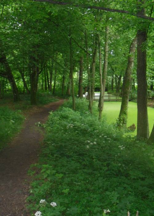 Дубой. Приусадебный парк при бывшей усадьбе Куженецких