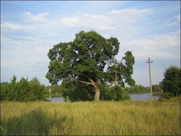 Городище.  Пейзажи 