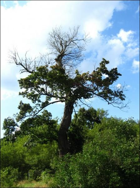 Вылазы. Царква Нараджэння Божай Маці