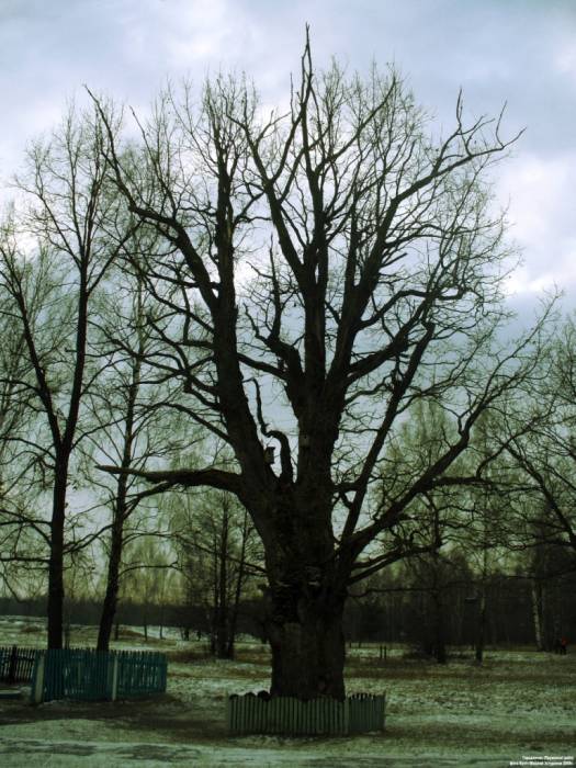 Horodeczno. Park dworski 