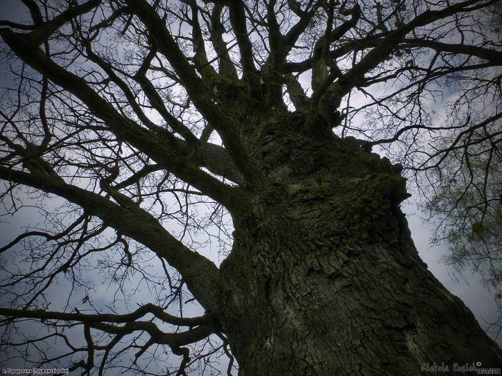 Horodeczno. Park dworski 