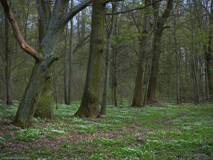  - Zespół pałacowo-parkowy Dziakońskich. 