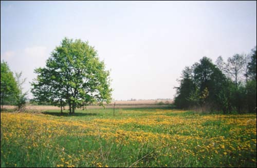 Зеновиль (Лежайка). Приусадебный парк при бывшей усадьбе Вислоухов