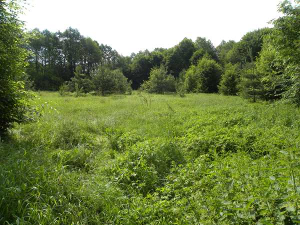Łyskava.  Ramparts of the former Royal castle