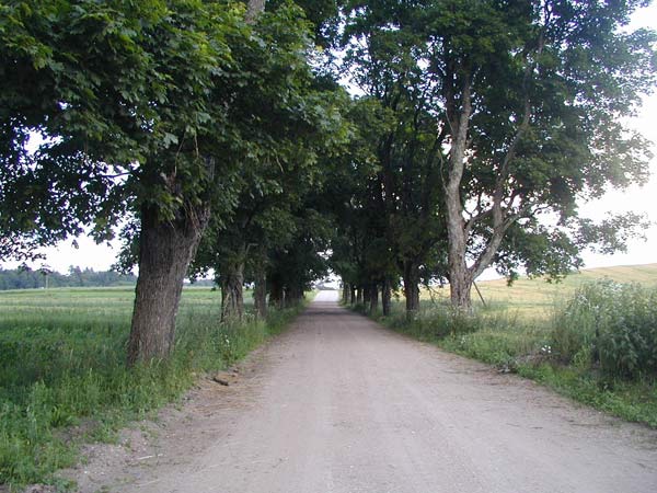  - Zespół dworsko-parkowy Dowgiałłów. Fragment alei