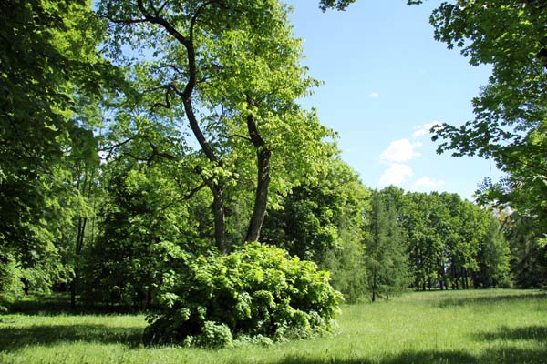 Несвиж. Парк Марысин