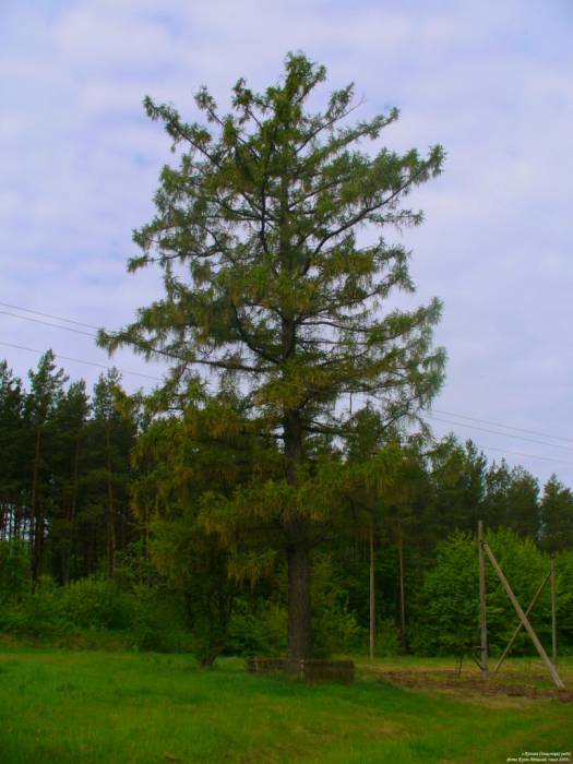 дворец Пусловских 1838г. Фрагмент парка. Марачоўшчына (Косава). Палац Пуслоўскіх