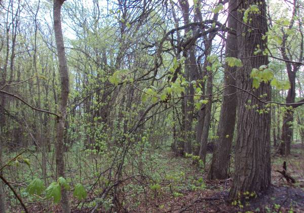 Staroje Zakružža. Manor 